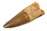 Fossil Spinosaurus Tooth - Real Dinosaur Tooth #351564-1